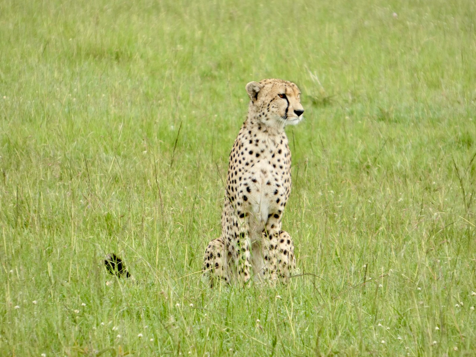 Kenya inoubliable à petit budget