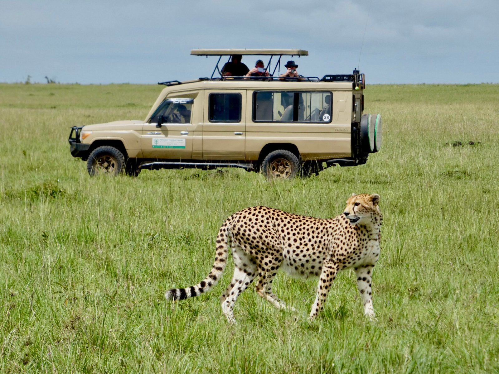 Safari facile en famille