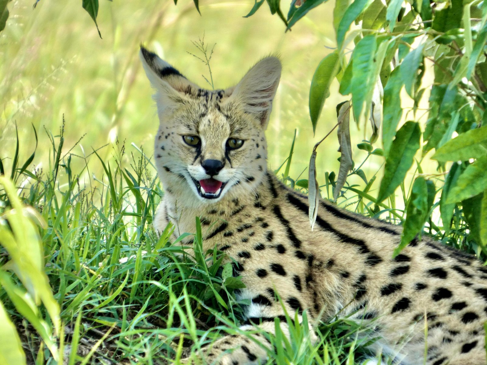 Safari Photo – Sur les traces des géants sauvages