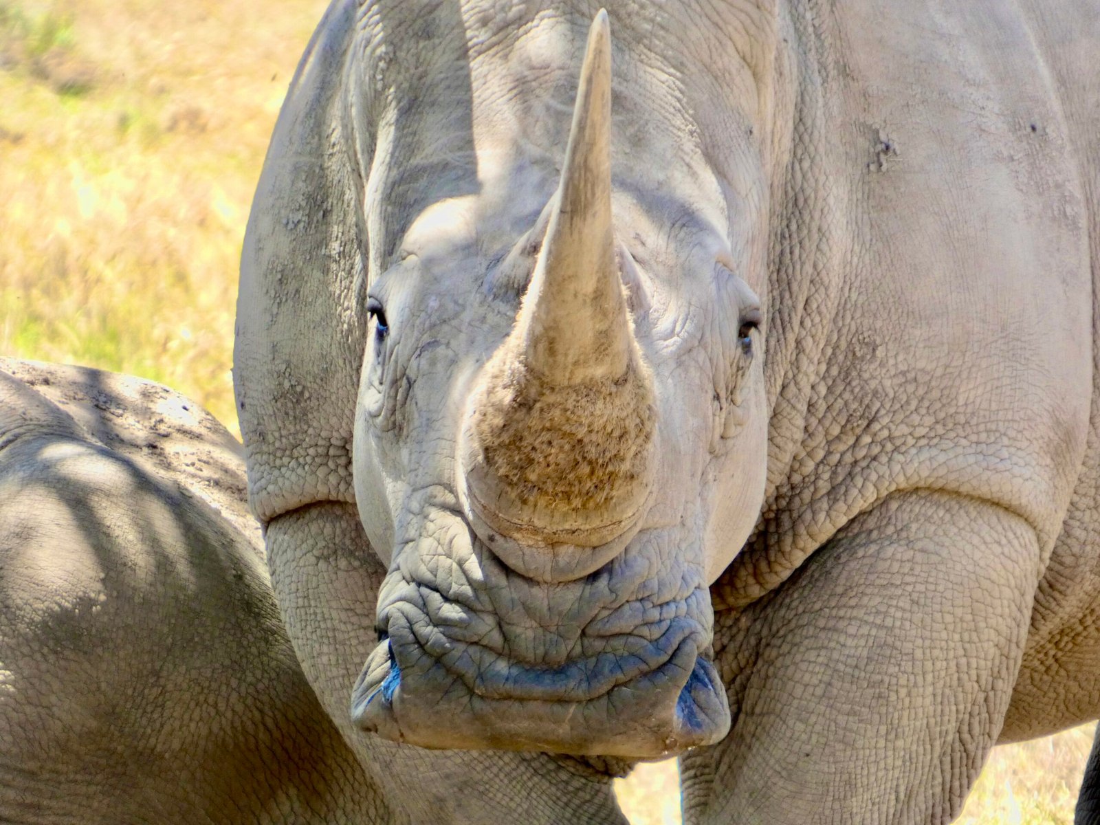 Solio, Ol Pejeta & Samburu – Le Kenya sauvage du Nord
