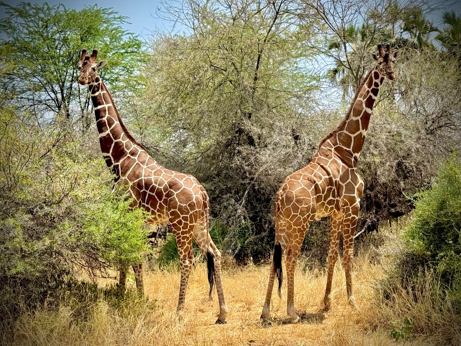 Les Special Five du Kenya – Safari exclusif dans le Nord