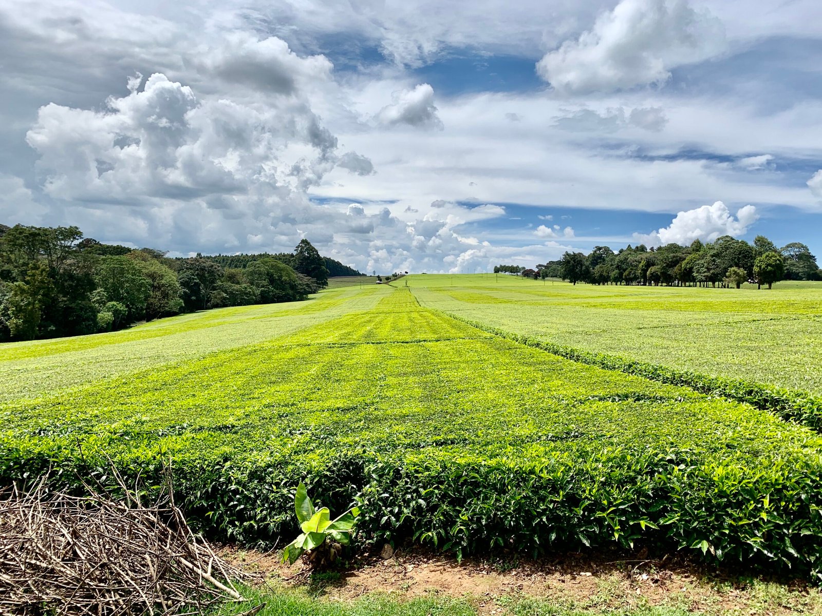 Le Kenya Vert – Forêts, Cascades & Plantations de Thé