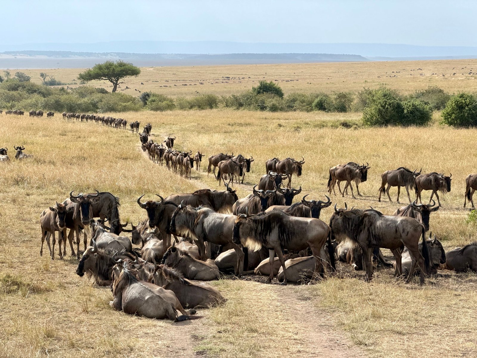 Maasai Mara – Grande Migration & Safari Immersion