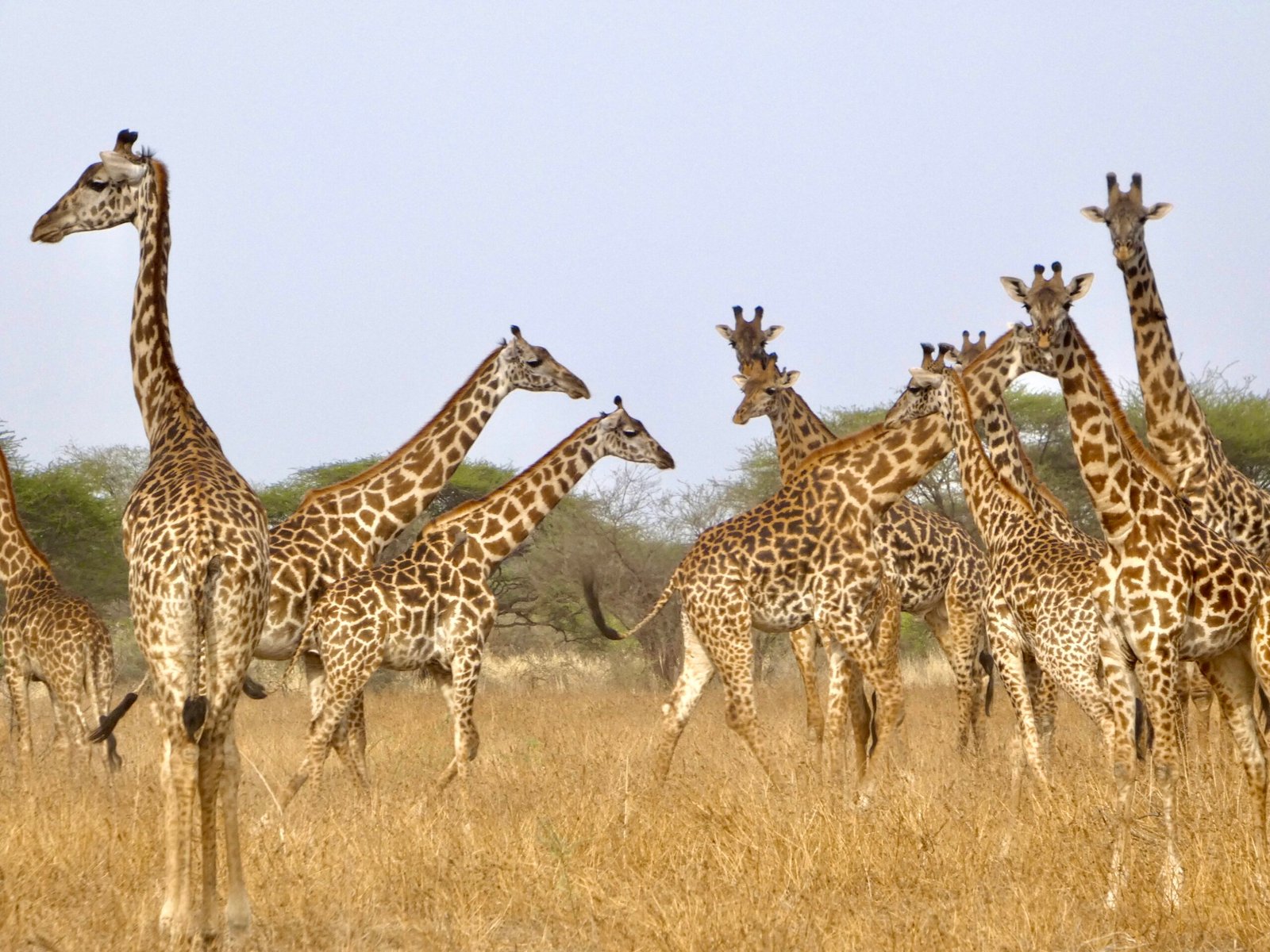 Le Kenya à Deux – Savane, Nature & Océan Indien